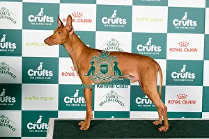 Crufts 2024 Best of Breed Stacked Cirneco dell'Etna Kinabula's Milano with Triquetra Owners: Mrs M L & Mrs D Farleigh & Mcdonnell