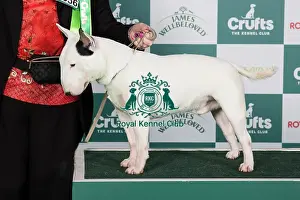 Crufts 2024 Best of Breed Stacked Clansmann Wicked Deejay Owners: Mr K & Miss A Jowers