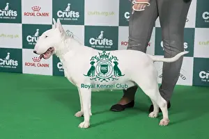 Crufts 2024 Best of Breed Stacked Clansmann Wicked Deejay Owners: Mr K & Miss A Jowers
