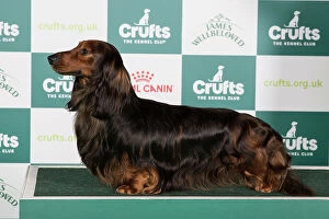 Crufts 2024 Best of Breed Stacked Dachshund (Long Haired) Ch Swansford Gabrieldor Owner: Mr D Roberts