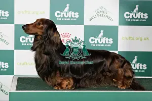 Crufts 2024 Best of Breed Stacked Dachshund (Long Haired) Ch Swansford Gabrieldor Owner: Mr D Roberts