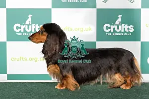 Crufts 2024 Best of Breed Stacked Dachshund (Miniature Long Haired) Darsoms Zparkle Owners: Mr G & Mrs F Larkin