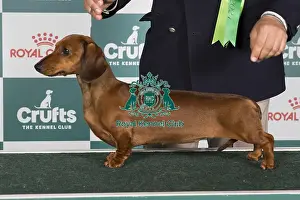 Crufts 2024 Best of Breed Stacked Dachshund (Miniature Smooth Haired) It Ch Gran Peresvet Casta Diva Owners: Mrs & Mrs D Chiatti & Ferretti