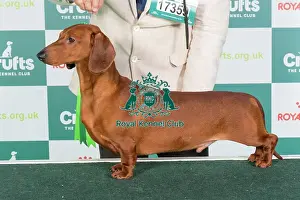 Crufts 2024 Best of Breed Stacked Dachshund (Smooth Haired) Ch Cwdarhian Super Mario Owners: Mrs R & Mr C Williams & Moes