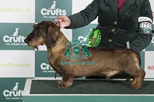 Crufts 2024 Best of Breed Stacked Dachshund (Wire Haired) Ch Aikton Alexander at Stanegate Owner: Mrs J L Carruthers
