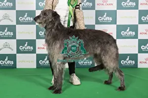 Crufts 2024 Best Of Breed Hound Group Prints: Crufts 2024 Best of Breed Stacked Deerhound Ch Greyflax Pearls A Singer Owners: Mr G & Mrs N B Bailey