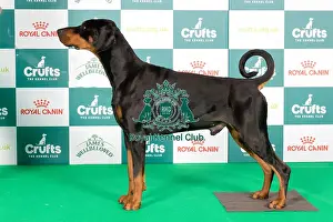 Crufts 2024 Best of Breed Stacked Dobermann 10020 - Ch Manzart Wise Guy (Mrs A J & Mr N D Everley & Hughes)