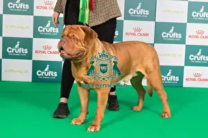 Crufts 2024 Best of Breed Stacked Dogue de Bordeaux 10215 - Nld Ch Hooch De Force of Mazzel (Miss N Van Den Ochtend)