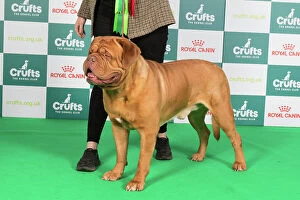 Crufts 2024 Best of Breed Stacked Dogue de Bordeaux 10215 - Nld Ch Hooch De Force of Mazzel (Miss N Van Den Ochtend)