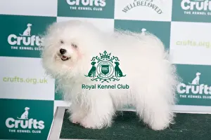 Crufts 2024 Best Of Breed Toy Group Prints: Crufts 2024 Best of Breed stacked Enjanicka Toscana Mio Caro Owner: Mrs J Towers