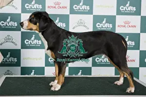 Crufts 2024 Best of Breed Stacked Entlebucher Mountain Dog AV Import 11433 - Cze Ch Annie Felix Z Majoveho Domu (Mr Tomas Kostrhun)