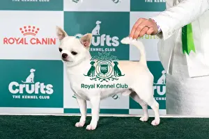 Crufts 2024 Best of Breed stacked Esp/cr/slo/rus Ch Omg Omgs Lipetskih Ozer Owner: Mrs N Kriuchkova