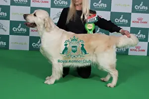 Crufts 2024 Best of Breed Stacked Fenpinque Vogue Owner: Ms Campion