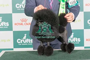 Crufts 2024 Best Of Breed Utility Group Prints: Crufts 2024 - Best of Breed Stacked Am Gch Sweet Aico Miss Yoyo at Piedmont Owner: Mr B Drewitt-Barlow