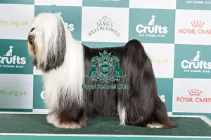 Crufts 2024 Best Of Breed Utility Group Prints: Crufts 2024 - Best of Breed Stacked Am Gchg Barnstorm One Chance Fancy by Dzine Owners