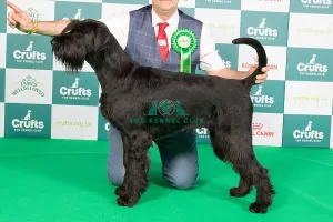 Crufts 2024 Best of Breed Stacked Giant Schnauzer 10292 Art