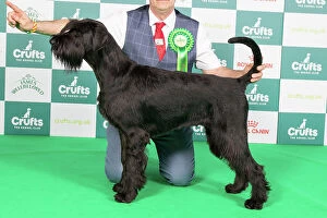 Crufts 2024 Best of Breed Stacked Giant Schnauzer 10292 - Ch Fostergiants Revelation at Draxpark (Mrs L J Parker)