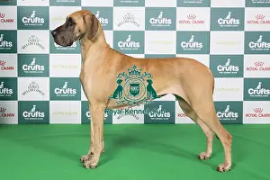 Crufts 2024 Best Of Breed Working Group Prints: Crufts 2024 Best of Breed Stacked Great Dane 10389 - Smalltall`s Looking for Trouble Nv-21 Njrv-21 Dkjrv-21