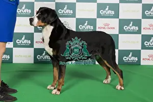 Crufts 2024 Best of Breed Stacked Great Swiss Mountain Dog 10487 - Am Gchg Ch Aegis Confessions of A Dangerous Mind Rn Fdc Act1j Cgca Tki (Mrs A & Mr T & Ms K Allen & Kopfer & Krumpe)