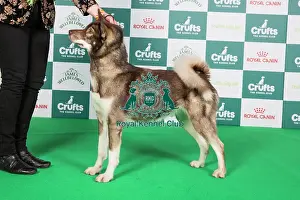 Crufts 2024 Best of Breed Stacked Greenland Dog 10498 - Fenrirkin Catch Me If You Can (Mrs J Taylor)
