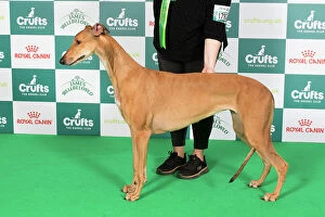 Crufts 2024 Best of Breed Stacked Greyhound Ch/it Ch/es Ch Sobers Geraldine Al Jch Owners: Mrs B & Mr P Ahrens & Primavera