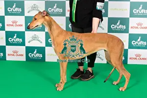 Crufts 2024 Best Of Breed Hound Group Prints: Crufts 2024 Best of Breed Stacked Greyhound Ch/it Ch/es Ch Sobers Geraldine Al Jch Owners