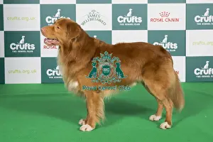 Crufts 2024 Best of Breed Stacked Gundog Group Nova Scotia Duck Tolling Retriever Int/nl/dk (u)/de Ch Alba Nuadh Gwenny's Working Secret Owners: Mr L.d. & Ms J. Douma & Van Der Zijden
