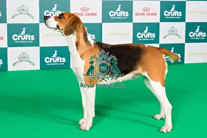 Crufts 2024 Best of Breed Stacked Harrier Holcombe Anglezarke Owner: Mrss Simmons