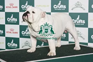 Crufts 2024 - Best of Breed Stacked Ilussion White Bright Diamond Owner: D Sebelova