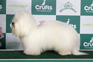 Crufts 2024 Best of Breed stacked Int/bel Ch Cotonkiss Heaven Help Us Nlw'23 Owner: Mrs C Clarke
