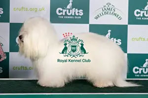 Crufts 2024 Best of Breed stacked Int/bel Ch Cotonkiss Heaven Help Us Nlw'23 Owner: Mrs C Clarke