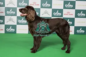 Crufts 2024 Best of Breed Stacked Int/bel Ch Umpalapapa I Feel So Crazy Grace Van De Boterakker Owner: Mrs E Konings