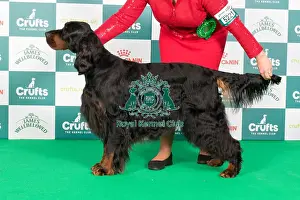 Crufts 2024 Best of Breed Stacked Int Ch/sh Ch Carnoustie Let The Game Begin (ai) (Imp Aus) Owners: Mr J & Mrs R & Mrss Newton & Cornum & Timmermann