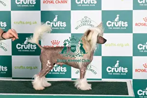 Crufts 2024 Best of Breed stacked Int/multi Ch Achilles Empathie Owner: Mrs M Sojka