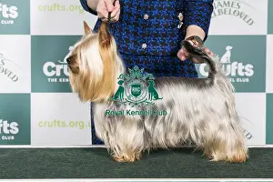 Crufts 2024 Best of Breed stacked Int/multi Ch Hades El Damikon Owner: Ms Lucie Vaničkova