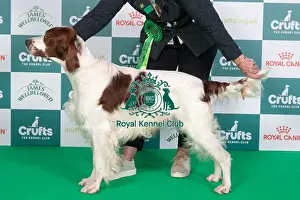 Crufts 2024 Best of Breed Stacked Irish Red and White Setter Sh Ch Talintyre Winter Shadow Owner: Mrs J Tait