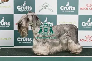 Crufts 2024 Best of Breed Stacked Ives Des Bourdons Farouches Ww21 Owner: Mrs B Emperatriz