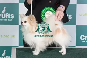 Crufts 2024 Best of Breed stacked Jp/dk/se/fi/no Ch Bramver's Millionaire Owner: Mrs Irene Peeker