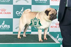 Crufts 2024 Best of Breed stacked Judamie Eltons Sun Owners: Ms J & Mr D Dawson-Payne & Mousley
