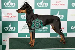 Crufts 2024 Best of Breed Stacked Manchester Terrier 15245 - Erkenwyne Firefly (Mrs J Jones)