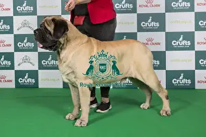 Crufts 2024 Best of Breed Stacked Mastiff 10719 - Ch/int/ir/lux/swiss/dk Ch Cyberus Its All About Bertie for Womlu An Ch 22 Cw22 Cen W Ww23 (Mrs & Mrs T Coulman-Hole)