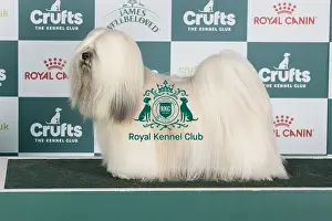 Crufts 2024 Best Of Breed Utility Group Prints: Crufts 2024 - Best of Breed Stacked Multi Ch Ithera Cosa Di Vero Owners: Ms L