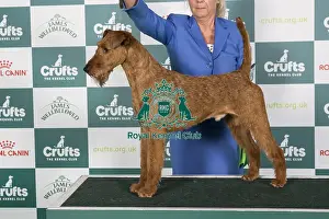 Crufts 2024 Best of Breed Stacked Multi Ch/nordic Ch Smox His Majesty Ww'23 Sew'23 Fiw'23 Owner: Mrs E G Skalberg