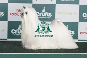 Crufts 2024 Best of Breed stacked Multi/int Ch Carmidanick Bohemian Rhapsody Owner: Mrs C Roberts