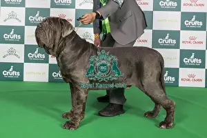 Crufts 2024 Best of Breed Stacked Neapolitan Mastiff 10755 - Swiss/esp Ch Tommaso Goffredo's Taro Ww (Mr M Mafi)