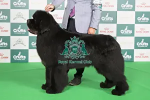 Crufts 2024 Best of Breed Stacked Newfoundland 10859 - Srb Ch Reggae Man De La Baie De Pempoul (P Le Rest)