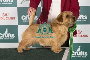 Crufts 2024 Best of Breed Stacked Norfolk Terrier 15307 - Ch Kinsridge Cash Point (Miss D Jenkins)