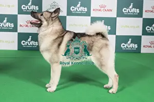 Crufts 2024 Best of Breed Stacked Norwegian Elkhound Am Ch Kamgaard Klementina (Imp Usa) Owners: Mss & Ms M Simmonds & Mott