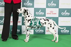 Crufts 2024 - Best of Breed Stacked Offordale Santtini Owner: Mrs J E Alexander