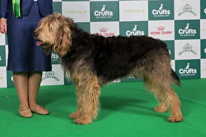 Crufts 2024 Best of Breed Stacked Otterhound Ch Olphae Charman Owner: Mrss Lewis